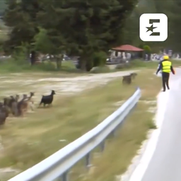 Jedna albanska koza napravila haos o kom priča Evropa: Sreća da niko nije povređen /VIDEO/
